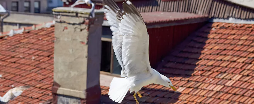 Residential Chimney Animal Removal Solution in Merrillville, IN
