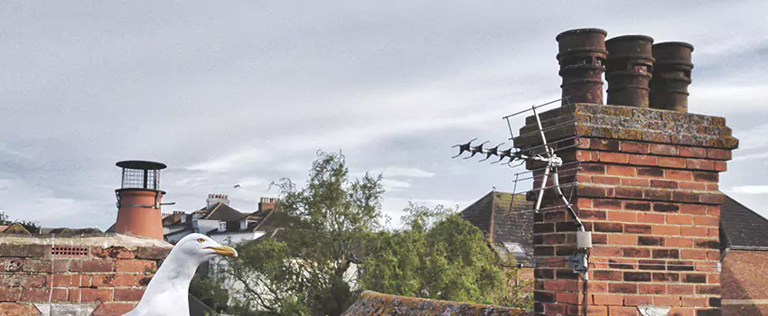 Chimney Cleaning And Restoration in Merrillville, Indiana